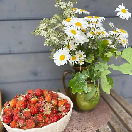 Auglu Ielas Pirts Maja Jūrkalne